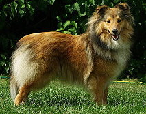 Showhund Estelle vom Affinger Bach