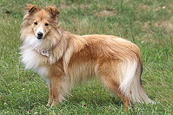 Showhund Famke Fantastisch vom Affinger Bach