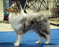 Showhund Finjas vom Affinger Bach