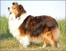 Showhund Fantasy Fjaska vom Affinger Bach