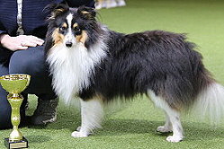 Showhund Freddy Frechdachs vom Affinger Bach 