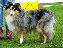 Showhund Galyna vom Affinger Bach