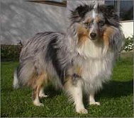 Showhund Glamour Gwyn vom Affinger Bach