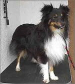 Showhund Gonzo Gonzales vom Affinger Bach