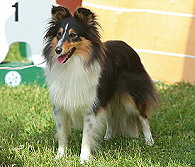 Showhund Gretel vom Affinger Bach