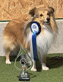 Showhund Hanky Panky vom Affinger Bach