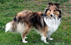 Showhund Haidee vom Affinger Bach