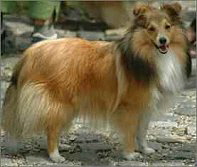 Showhund Happy Helena vom Affinger Bach