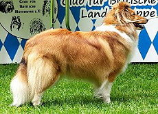 Showhund Hilani vom Affinger Bach