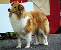 Showhund Holly vom Affinger Bach