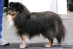 Showhund Hakuna Matata vom Affinger Bach