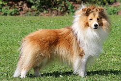 Showhund Ignatz vom Affinger Bach