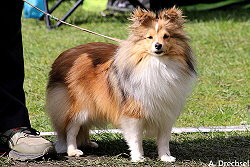 Showhund Irma vom Affinger Bach