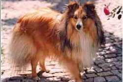 Showhund Dakota Joe vom Affinger Bach