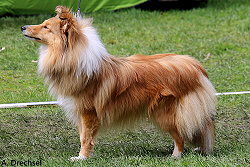 Showhund Joko O. vom Affinger Bach