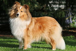 Showhund Kesha Khedira vom Affinger Bach