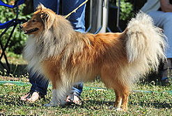 Showhund Leon vom Affinger Bach 