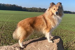 Showhund Lillifee vom Affinger Bach