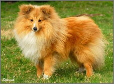 A_Erfolge_Miraculix_2