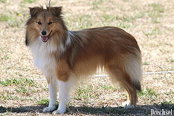 Showhund Hiphip Hurra vom Affinger Bach