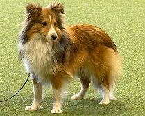 Showhund Neila vom Affinger Bach