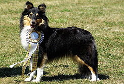 Showhund Noomi vom Affinger Bach