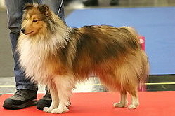 Showhund Oberon vom Affinger Bach