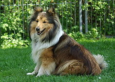 Showhund Onja vom Affinger Bach