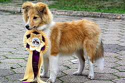 Showhund Penny vom Affinger Bach