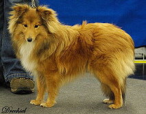 Showhund Dia Pia vom Affinger Bach