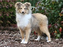 Showhund Pikantje vom Affinger Bach