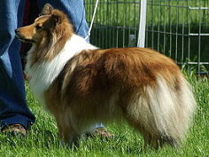 Showhund Princess vom Affinger Bach