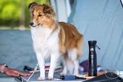 Showhund Quamilla vom Affinger Bach