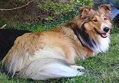 Showhund Quaskiya vom Affinger Bach