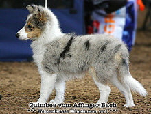 Showhund Quimbee vom Affinger Bach