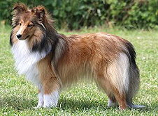 Showhund Quinoa vom Affinger Bach