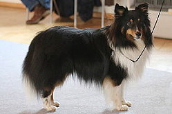 Showhund Quiron vom Affinger Bach