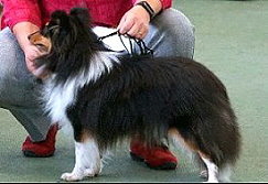 Showhund Ramses vom Affinger Bach