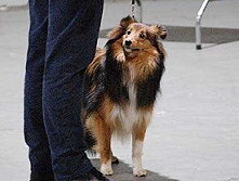 Showhund Rhea vom Affinger Bach