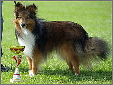 Showhund Rodney vom Affinger Bach