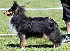 Showhund Rudi vom Affinger Bach