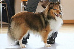 Showhund Samwell vom Affinger Bach