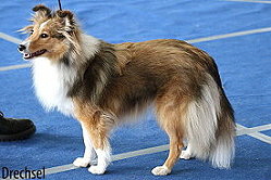 Showhund Sharin vom Affinger Bach