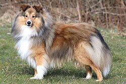 Showhund Tequila vom Affinger Bach