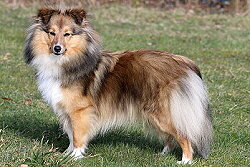 Showhund Toffifee vom Affinger Bach