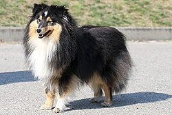 Showhund Tuttifrutti vom Affinger Bach