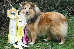 Showhund Twix vom Affinger Bach