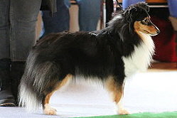 Showhund Venus vom Affinger Bach