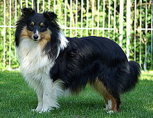 Showhund Vivo vom Affinger Bach