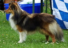 Showhund Willow vom Affinger Bach